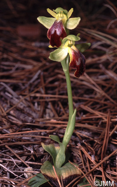 ophrys lupercalis