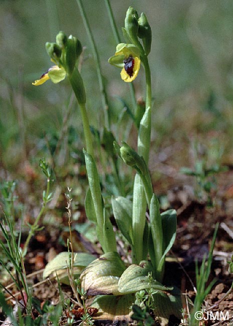 Ophrys lutea "minor" = ? Ophrys lutea s.st.