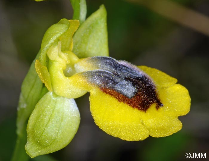 Ophrys lutea "minor" = ? Ophrys lutea s.st.