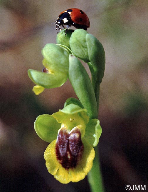 Ophrys lutea "minor" = ? Ophrys lutea s.st.