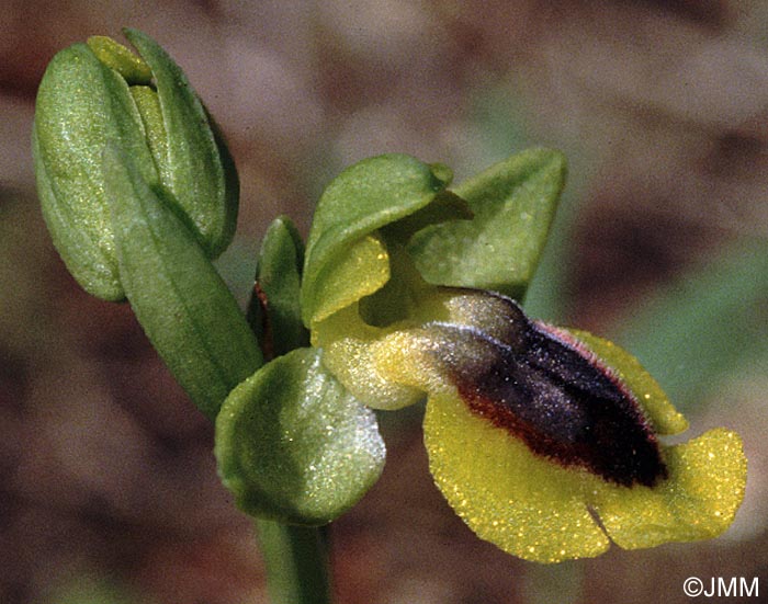 Ophrys lutea "minor" = ? Ophrys lutea s.st.