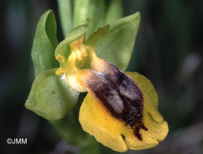 Ophrys lutea