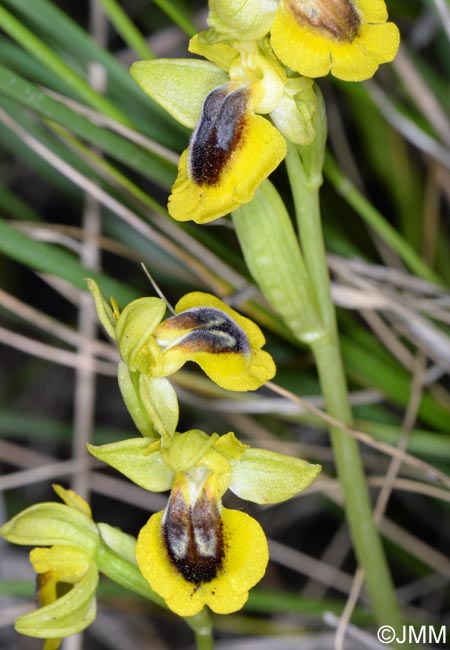 Ophrys lutea "minor" = ? Ophrys lutea s.st.