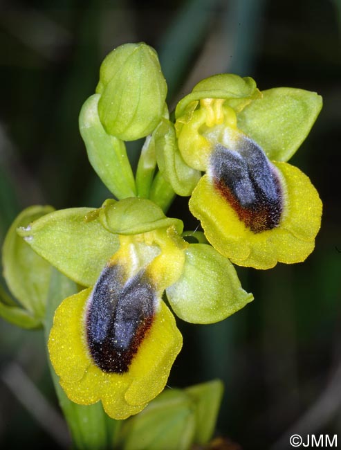 Ophrys lutea "minor" = ? Ophrys lutea s.st.