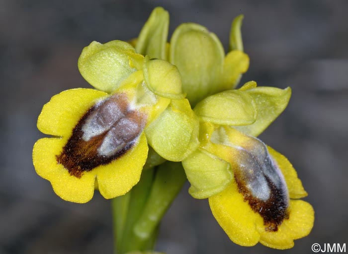 Ophrys lutea "minor" = ? Ophrys lutea s.st.