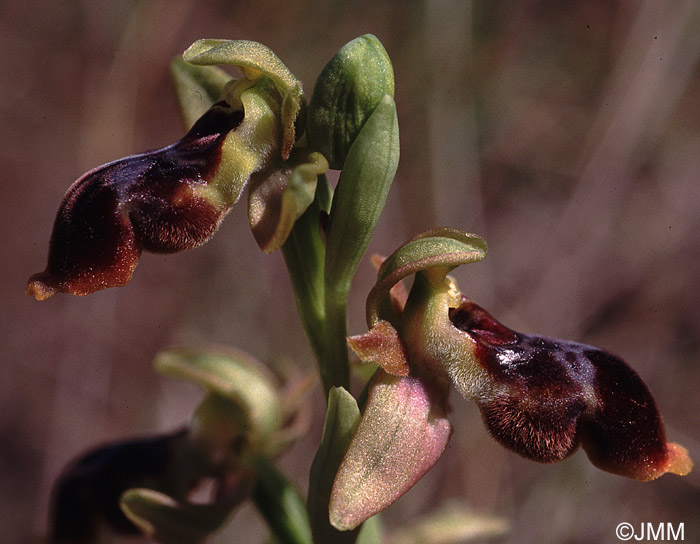 Ophrys lutea x Ophrys scolopax