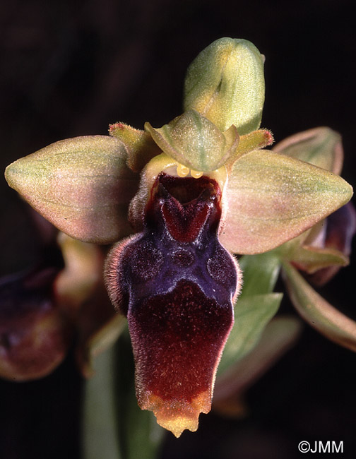 Ophrys lutea x Ophrys scolopax