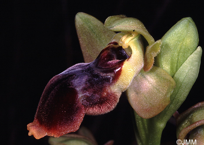 Ophrys lutea x Ophrys scolopax