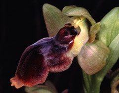 Ophrys x pseudospeculum
