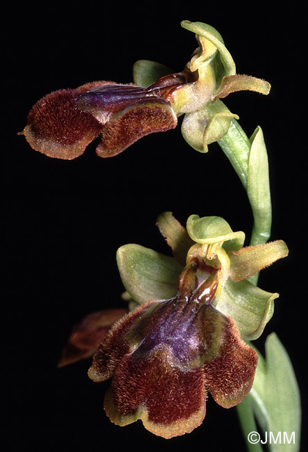 Ophrys lutea x Ophrys speculum