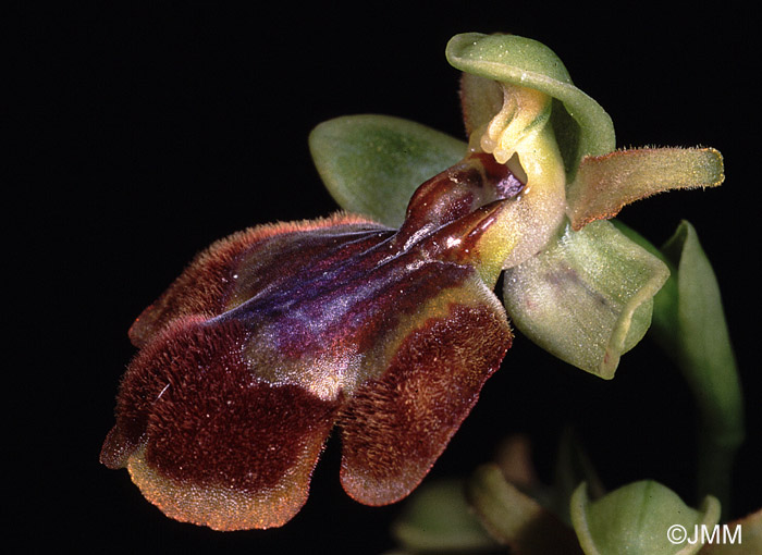 Ophrys lutea x Ophrys speculum