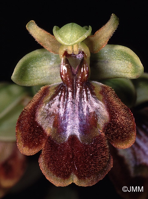 Ophrys lutea x Ophrys speculum