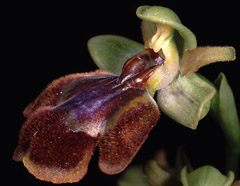 Ophrys x chobautii