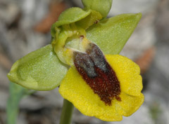 Ophrys lutea