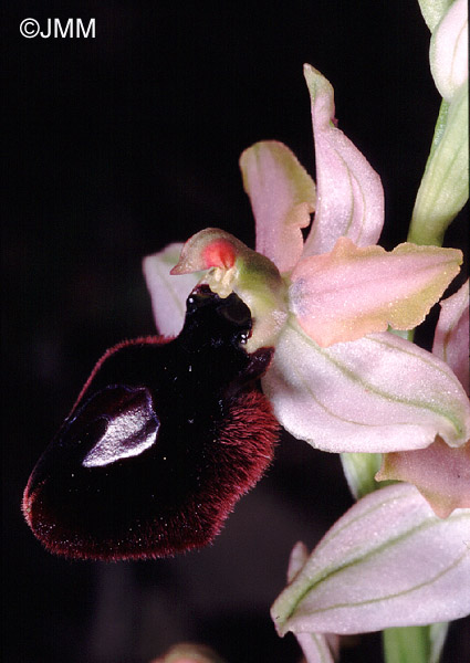 Ophrys magniflora