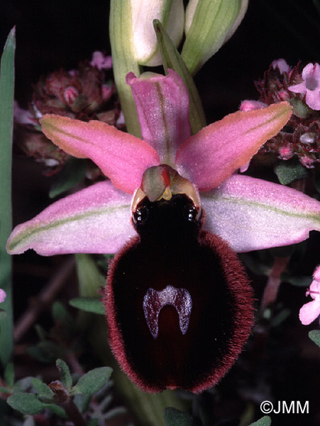 Ophrys magniflora