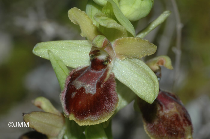 Ophrys arachnitiformis  var. passionis = Ophrys exaltata subsp. marzuola