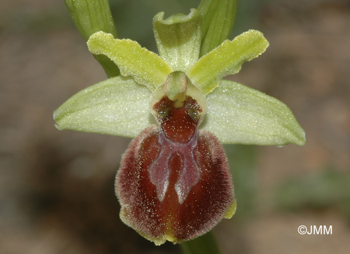 Ophrys arachnitiformis  var. passionis = Ophrys exaltata subsp. marzuola