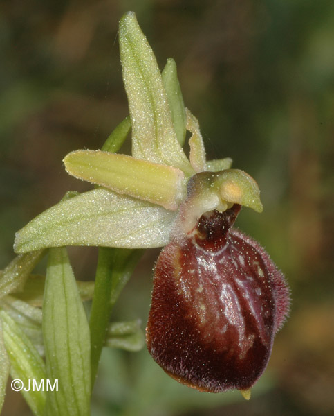 Ophrys arachnitiformis  var. passionis = Ophrys exaltata subsp. marzuola