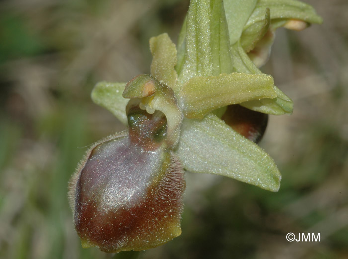 Ophrys arachnitiformis  var. passionis f. planimaculata