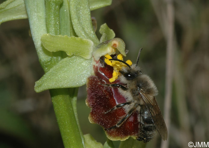 Ophrys arachnitiformis  var. passionis et son pollinisateur