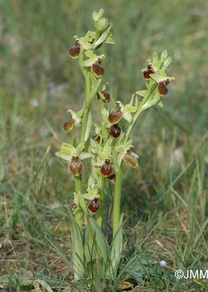 Ophrys arachnitiformis  var. passionis = Ophrys exaltata subsp. marzuola
