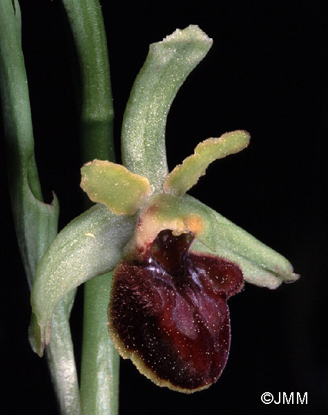 Ophrys massiliensis