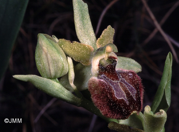 Ophrys massiliensis