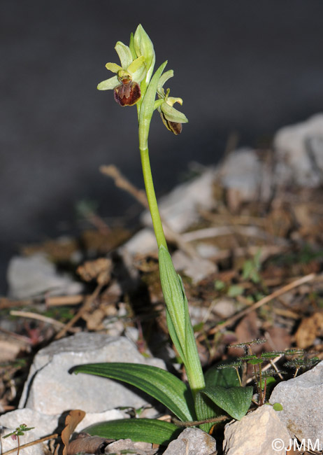 Ophrys massiliensis