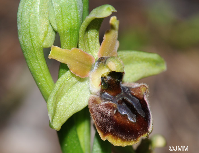 Ophrys massiliensis