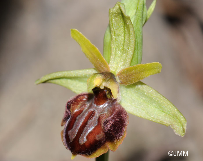 Ophrys massiliensis