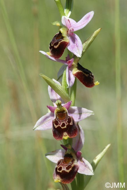 Ophrys montiliensis = Ophrys fuciflora subsp. montiliensis