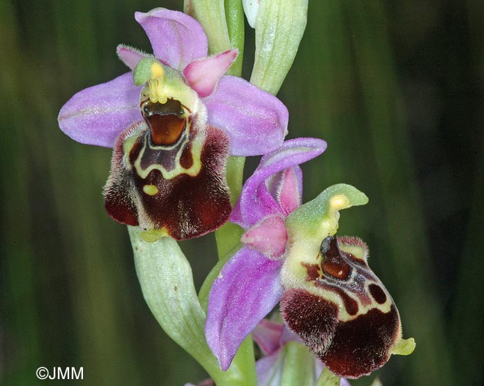 Ophrys montiliensis = Ophrys fuciflora subsp. montiliensis