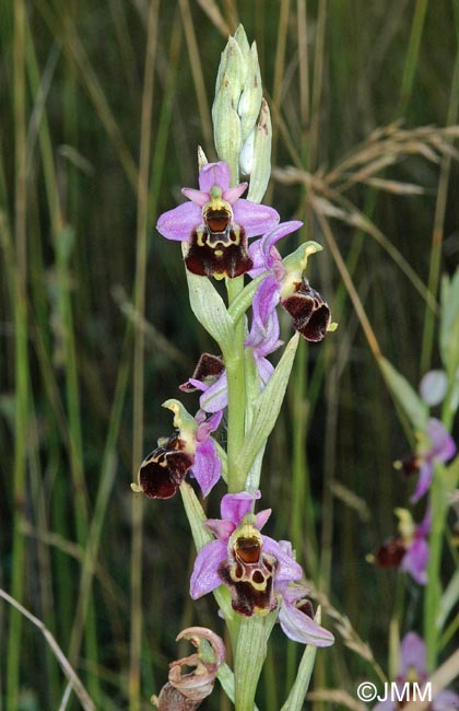 Ophrys montiliensis = Ophrys fuciflora subsp. montiliensis