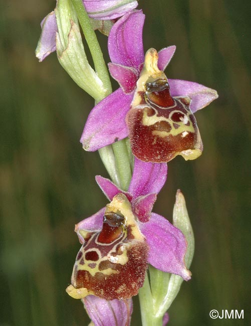 Ophrys montiliensis = Ophrys fuciflora subsp. montiliensis