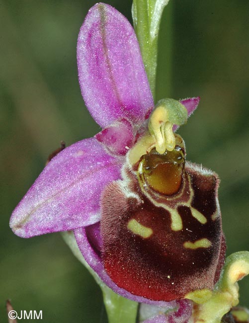 Ophrys montiliensis = Ophrys fuciflora subsp. montiliensis