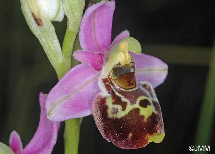 Ophrys montiliensis = Ophrys fuciflora subsp. montiliensis