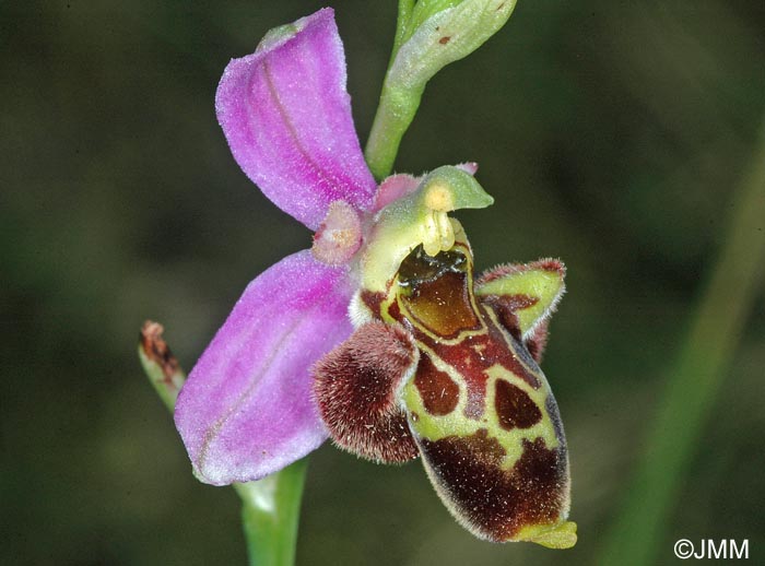 Ophrys montiliensis = Ophrys fuciflora subsp. montiliensis