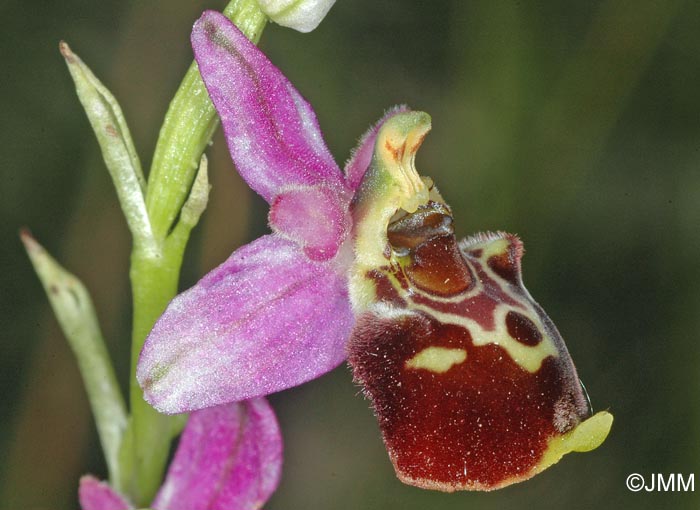 Ophrys montiliensis = Ophrys fuciflora subsp. montiliensis