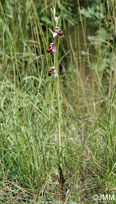 Ophrys montiliensis = Ophrys fuciflora subsp. montiliensis