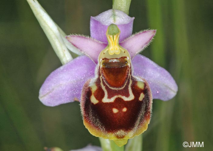 Ophrys montiliensis = Ophrys fuciflora subsp. montiliensis