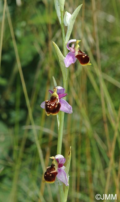 Ophrys montiliensis = Ophrys fuciflora subsp. montiliensis