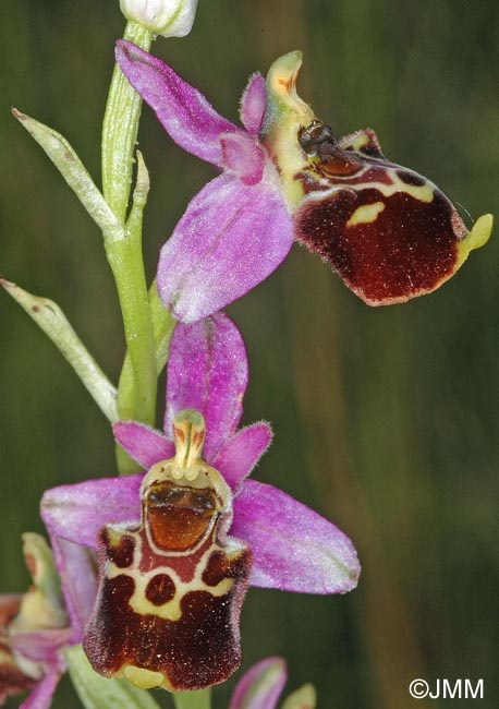 Ophrys montiliensis = Ophrys fuciflora subsp. montiliensis