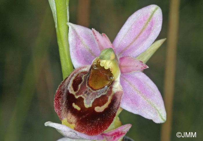 Ophrys montiliensis = Ophrys fuciflora subsp. montiliensis