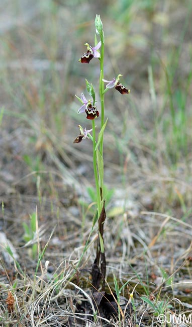 Ophrys montis-aviarii