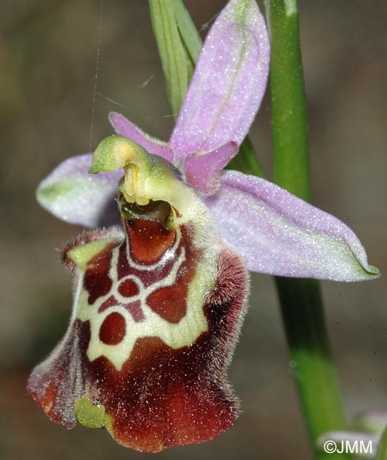 Ophrys montis-aviarii