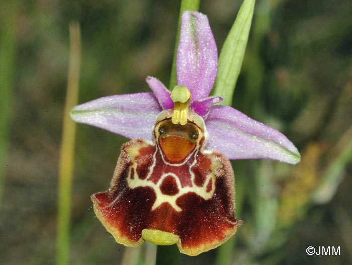 Ophrys montis-aviarii