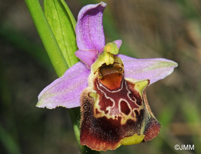 Ophrys montis-aviarii