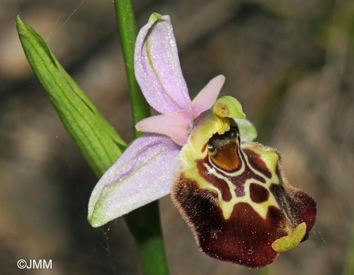 Ophrys montis-aviarii