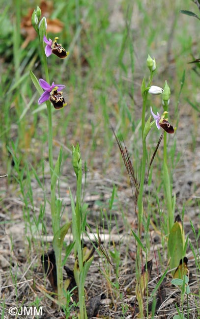 Ophrys montis-aviarii